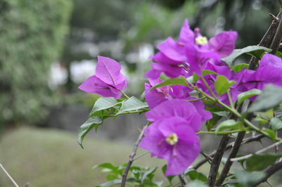 Close-up of pink flowering plant
