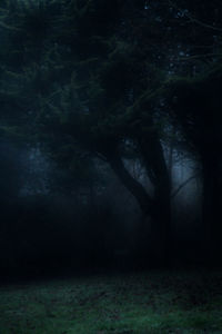 Trees against sky at night