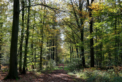 Trees in forest during autumn