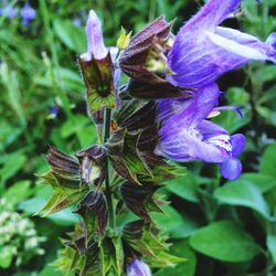 Close-up of purple flowers