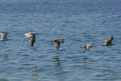 Seagulls flying over sea