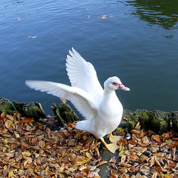 Close-up of swan in lake