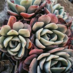 High angle view of succulent plant in market