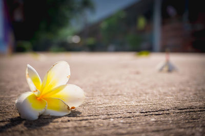 Close-up of frangipani on footpath