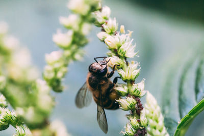 Close-up of bee pollinating on flower