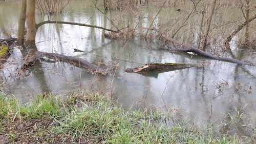 View of bare trees in lake