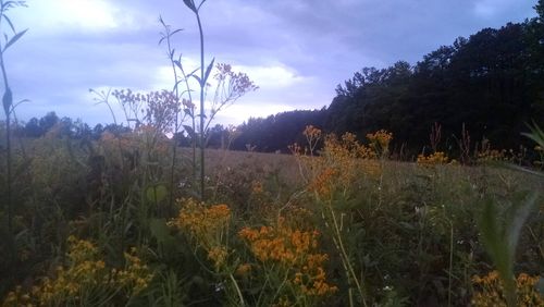 Scenic view of field against sky