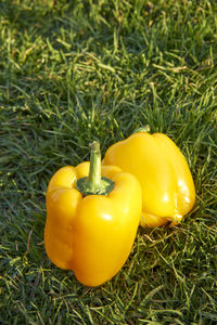 High angle view of yellow bell peppers on grassy field