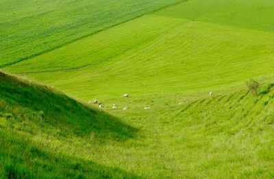 Scenic view of grassy field