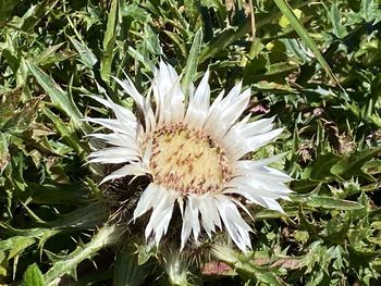 Close-up of white flowering plants