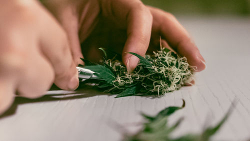 Close-up of hand holding leaves