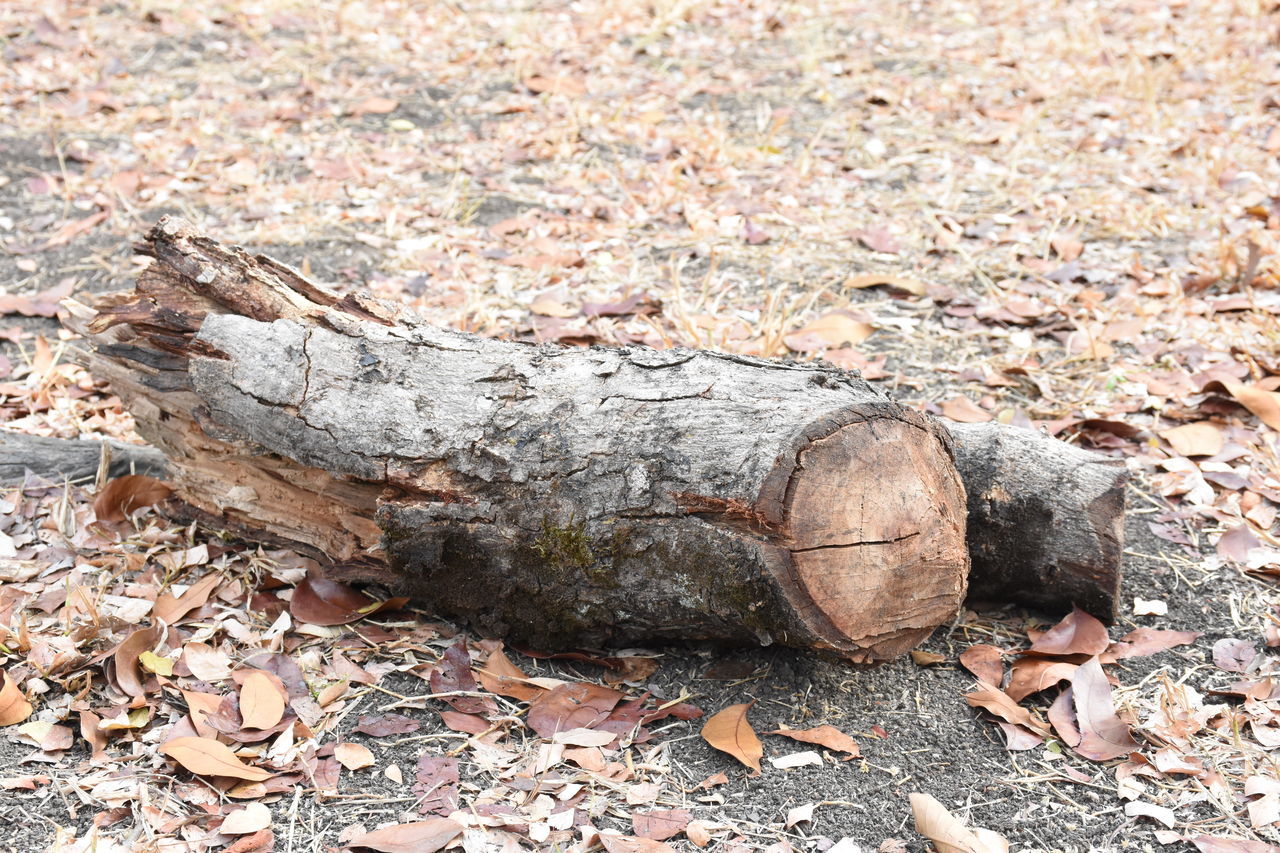 textured, dry, leaf, nature, close-up, stone - object, high angle view, field, abandoned, damaged, wood - material, day, outdoors, rock - object, no people, ground, dirt, tranquility, log, rough