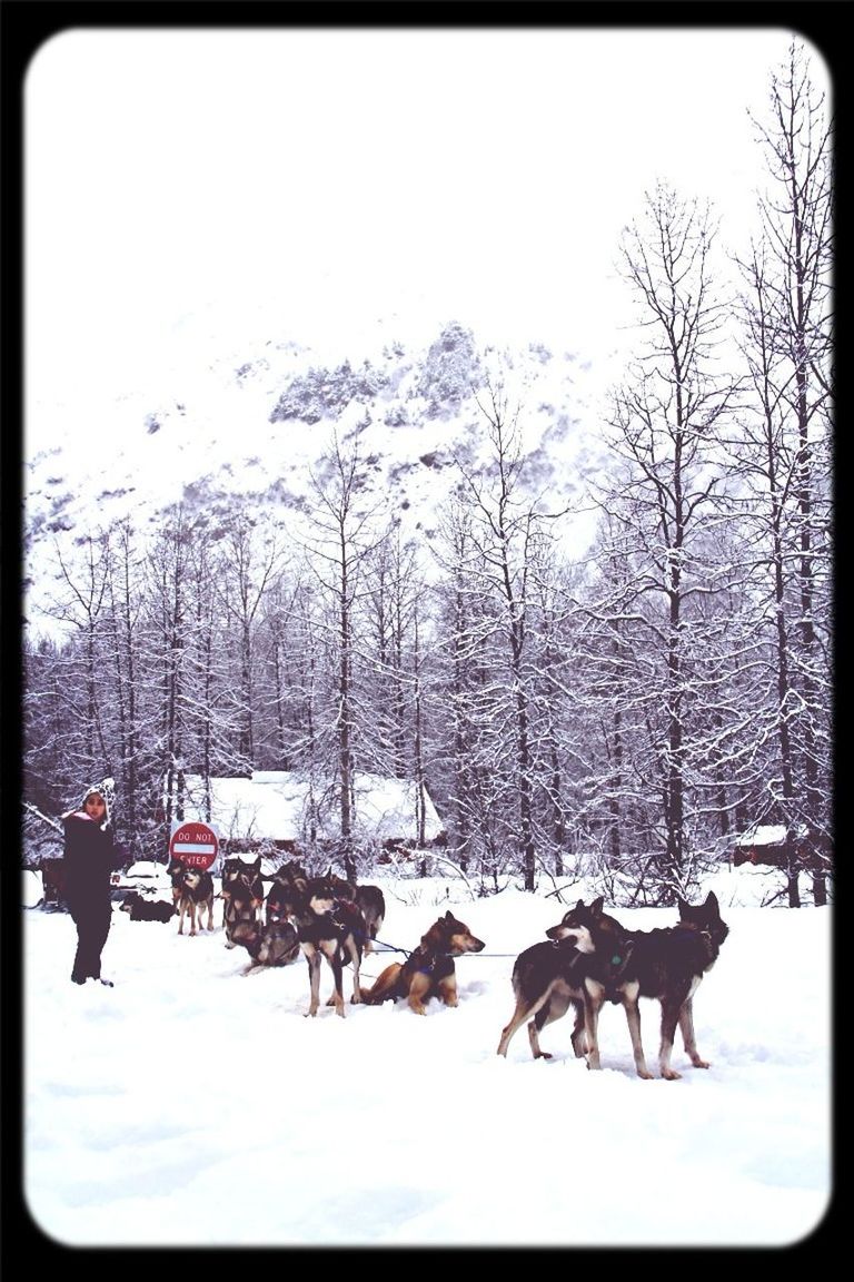 snow, winter, cold temperature, tree, animal themes, transfer print, domestic animals, weather, season, auto post production filter, bare tree, mammal, nature, covering, field, landscape, tranquility, day, clear sky, tranquil scene