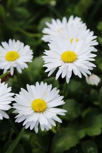 Close-up of white daisy flowers