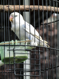 View of bird in cage