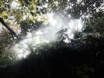 Low angle view of trees against sky in forest