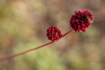 Close-up of red flowering plant