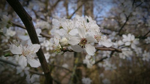 Close-up of apple blossoms in spring