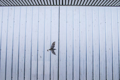 Gull flying inside the train station