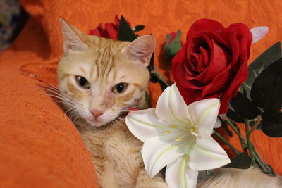 Close-up of cat by flowers