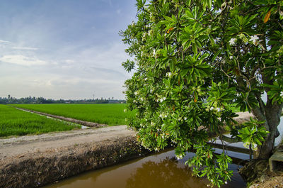 Scenic view of agricultural field against sky