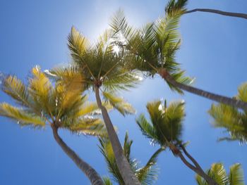 Low angle view of palm trees against blue sky