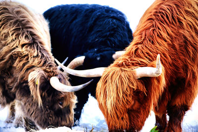 Highland cattle on a winter day in a field