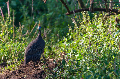 Rear view of peahen on field