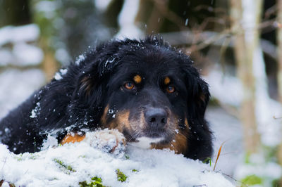 Close-up portrait of black dog in snow