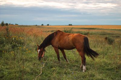 Horse standing on field against sky