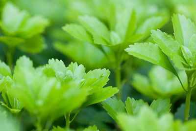 Close-up of green leaves