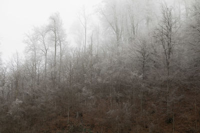 Scenic view of forest against sky