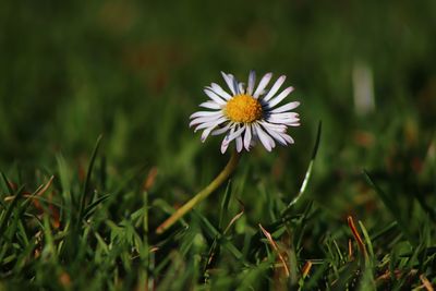 Close-up of white daisy flower on field