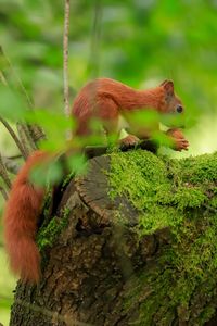 Close-up of squirrel on tree