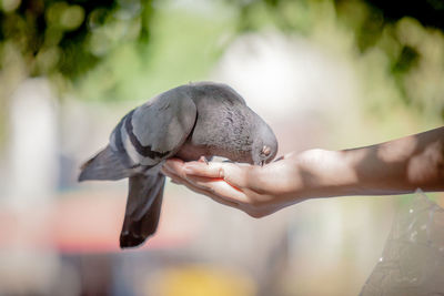 Close-up of hand holding bird