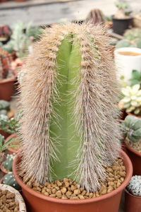 Close-up of cactus plant