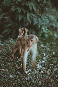 Monkeys in a field