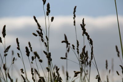 Plants growing on field