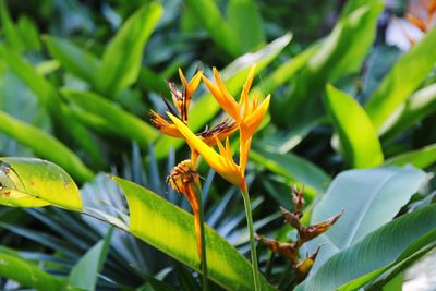 Close-up of flowering plant