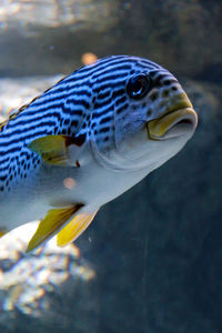 Close-up of fish swimming in sea