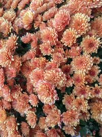 Full frame shot of pink flowering plants