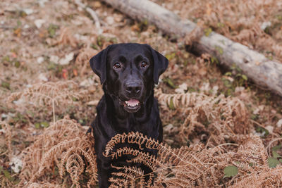 Portrait of dog sitting on field