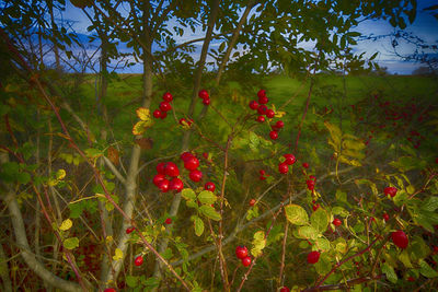 Close-up of red berries on tree