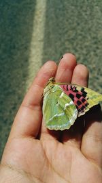 Close-up of hand holding dead butterfly outdoors