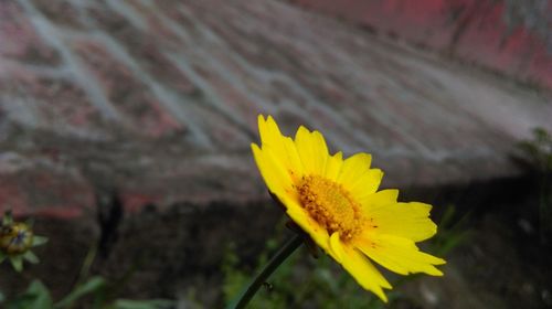 Close-up of yellow flower blooming outdoors