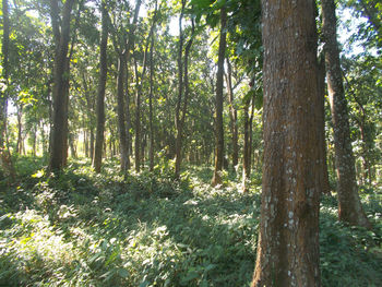 Trees growing in forest