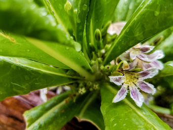 Close-up of plant