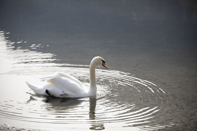 Swan swimming in lake