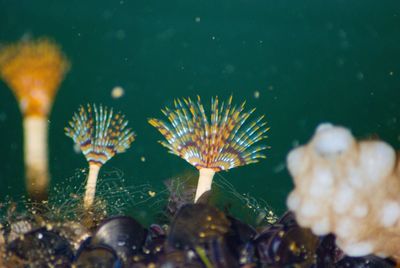 Close-up of jellyfish swimming in sea