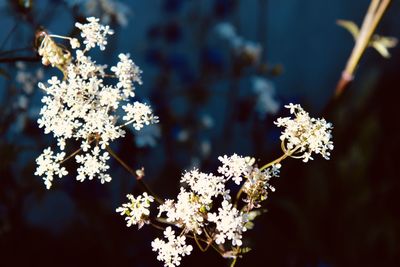 Close-up of white flowering plant